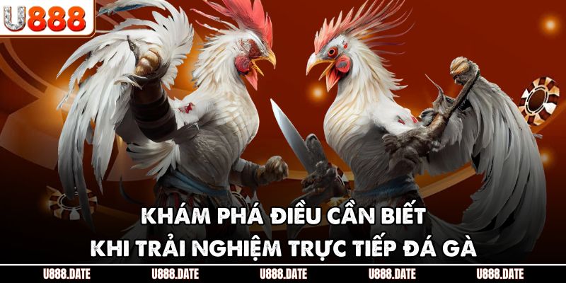 Khám phá điều cần biết khi trải nghiệm trực tiếp đá gà