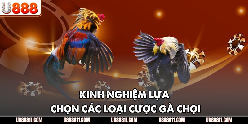 Kinh nghiệm lựa chọn các loại cược gà chọi